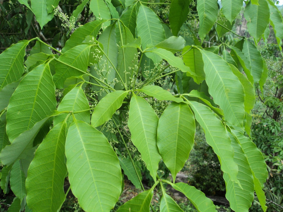 Hevea brasiliensis (Willd. ex A.Juss.) Müll.Arg.